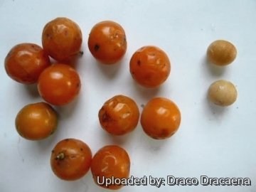 Dracaena draco subs. ajgal