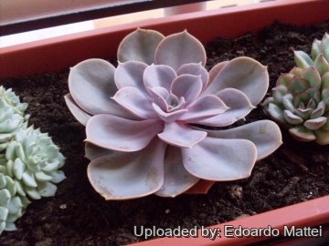 Echeveria cv. Perle Von Nurnberg
