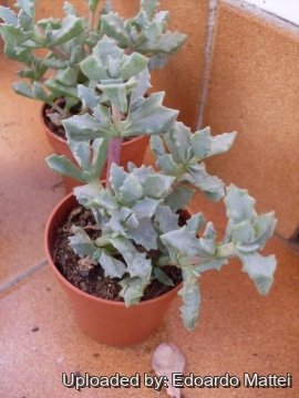 Oscularia deltoides