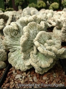 Astrophytum myriostigma f. cristatum