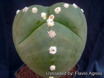 Astrophytum myriostigma var. tricostatum f. nudum