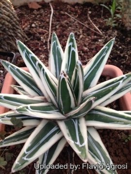 Agave victoriae-reginae f. albo marginata