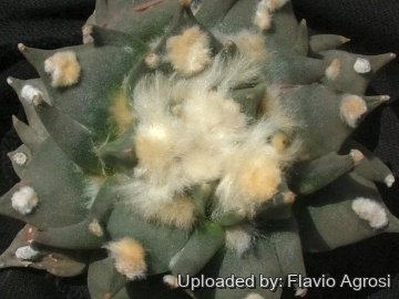 Ariocarpus retusus cv. Mituibo