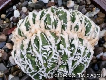 Astrophytum myriostigma cv. Hakujo Fukuryu cristatum