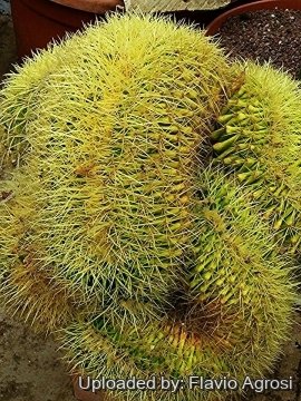 Echinocactus grusonii f. cristatus