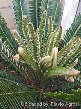 Encephalartos transvenosus