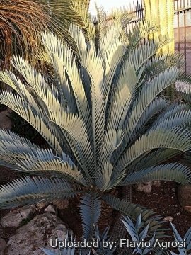 Encephalartos lehmannii