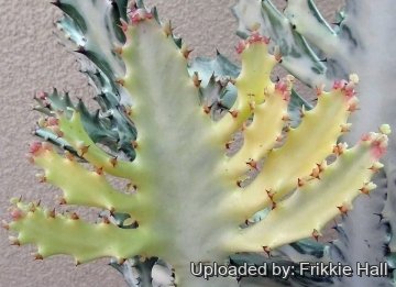 Euphorbia lactea cv. White Ghost