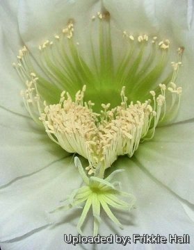 Echinopsis pachanoi