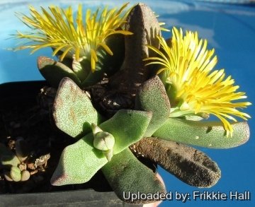 Pleiospilos compactus