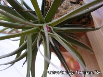 Tillandsia aeranthos