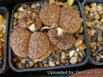 Lithops bromfieldii var. insularis C057 10 km NE of Keimoes, South Africa