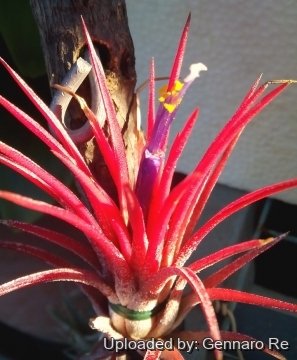 Tillandsia ionantha cv. Fuego