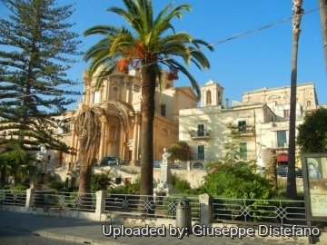 Phoenix canariensis