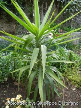 Dracaena draco