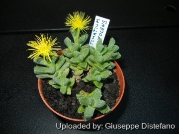 Stomatium suaveolens