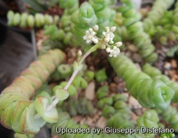Crassula rupestris subs. marnieriana cv. Contorta
