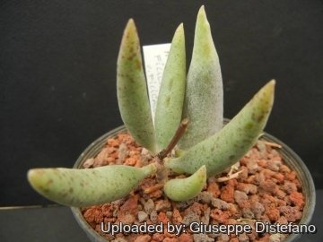 Adromischus filicaulis