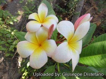 Plumeria rubra