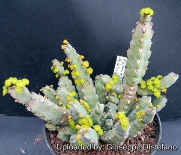 Euphorbia debilispina