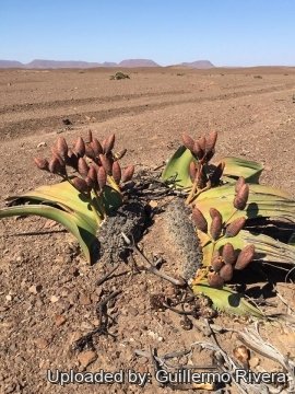 Welwitschia mirabilis