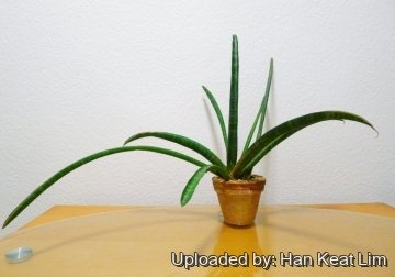 Sansevieria stuckyi