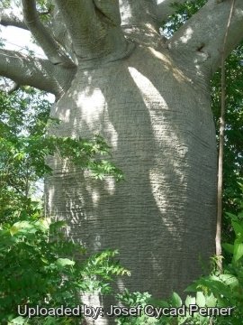 Adansonia gregorii