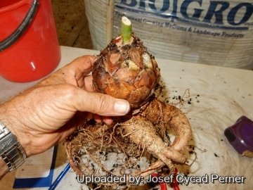 Encephalartos septentrionalis cv. Sudan Silver