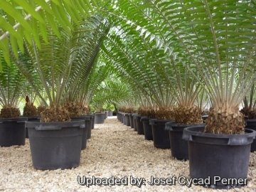 Encephalartos gratus