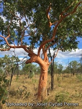 Eucalyptus tintinnans