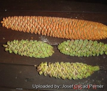 Encephalartos gratus