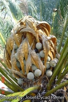Cycas pruinosa