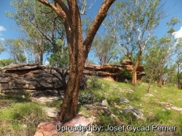 Eucalyptus phoenicea