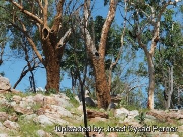 Eucalyptus phoenicea