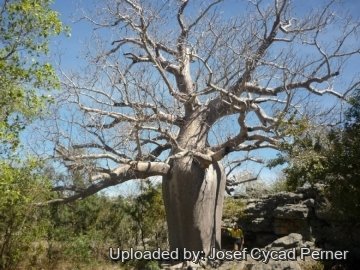 Adansonia gregorii