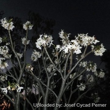 Pachypodium rutenbergianum