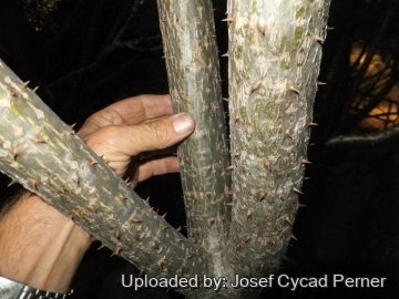 Pachypodium rutenbergianum