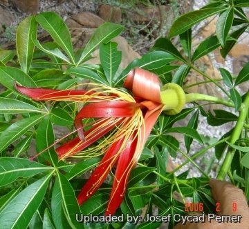 Adansonia madagascariensis