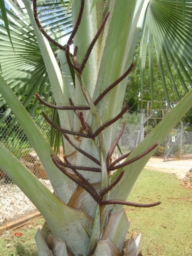 Bismarckia nobilis