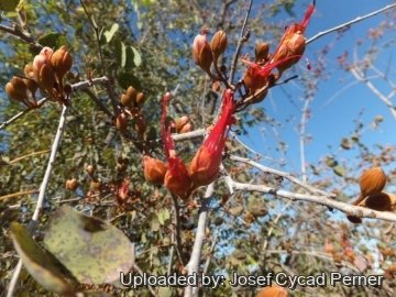 Bauhinia cunninghamii