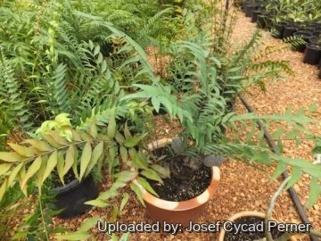 Zamia vazquezii