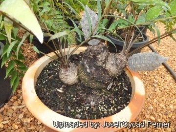 Zamia vazquezii