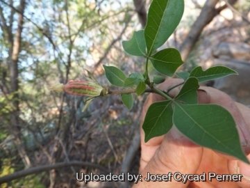 Jacaratia corumbensis