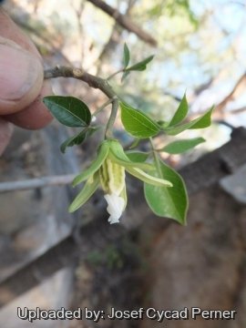 Jacaratia corumbensis