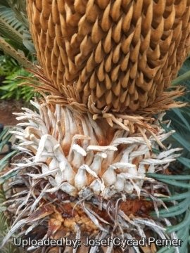 Cycas maconochiei