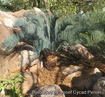 Cycas cairnsiana