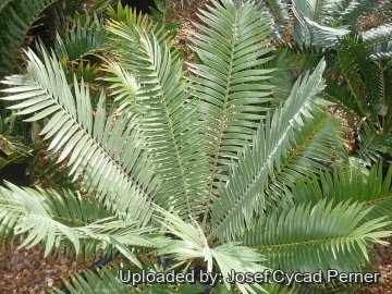 Encephalartos heenanii
