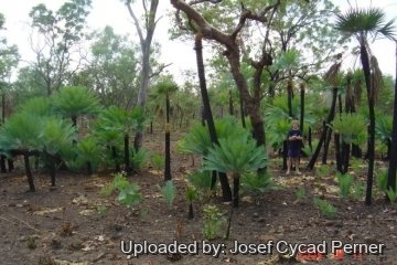 Cycas canalis