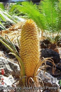 Cycas elephantipes