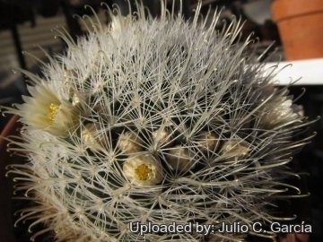 Mammillaria nazasensis